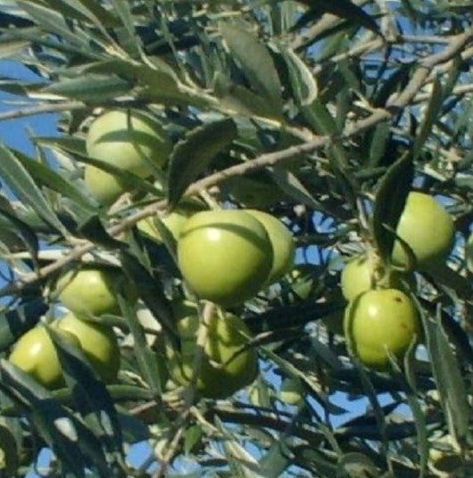 Ascolano Olio Nuovo | First Press Fresh Harvest EVOO