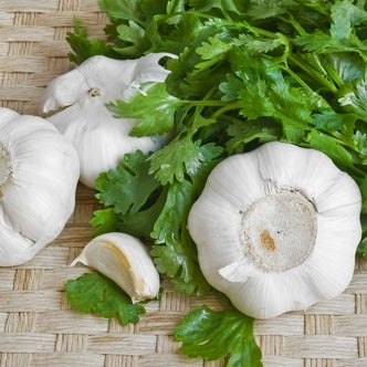 bulbs of garlic and fresh cilantro on a table