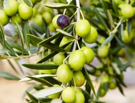 Organic Spanish Picual EVOO-High Polyphenols