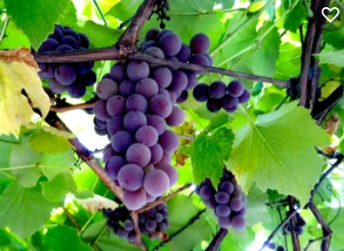 Lambrusca Red Wine Vinegar