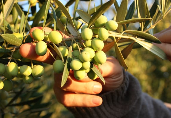 Koroneiki High-Phenolic Extra Virgin Olive Oil