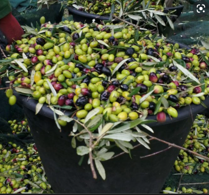 House Blend Extra Virgin Olive Oil (Tunisia)-