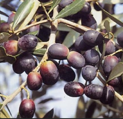 Organic Leccino EVOO(Italy)