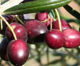Fresh Arbequina olives - extra virgin olive oil