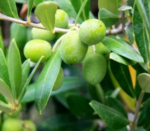 Koroneiki Olives hanging in a tree ready to be picked for Olio Nuovo high phenolic olive oil.