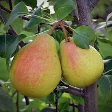 Pear Infused Dark Balsamic Vinegar