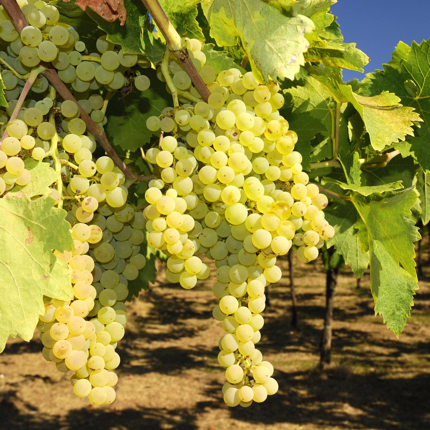 Traditional White Balsamic Vinegar