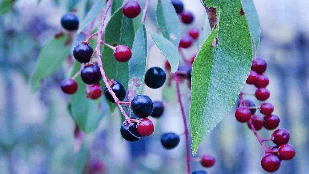 Close-up ofhuckleberries and leaves with a blurred background