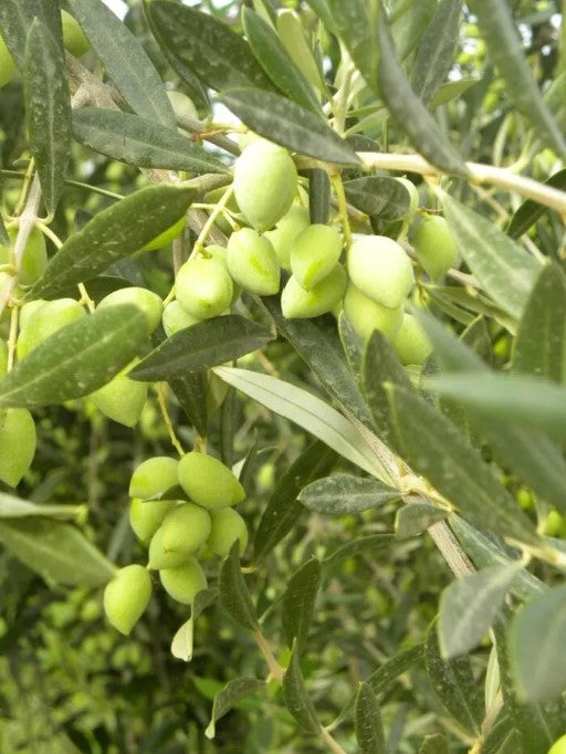 Zoi- Gold award Ultra High Phenolic EVOO rich in Oleocanthal (375 ml)- Sold Out until next harvest