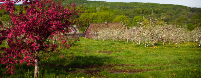 Old Fashoned Apple Cider Vinegar - Quebec