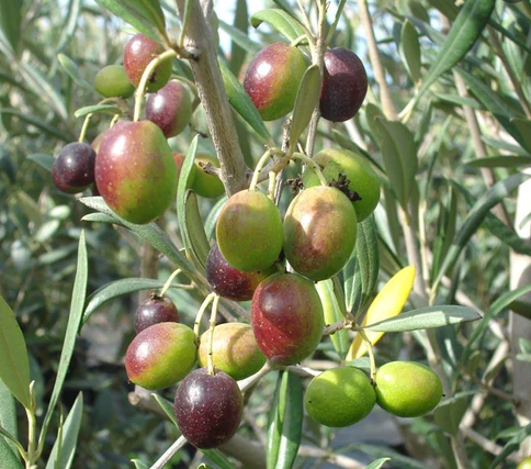 Organic Coratina EVOO (Italy)-