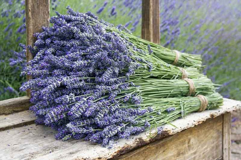 a bunch of lavender- Our lavender oil is infused with all natural ingredients