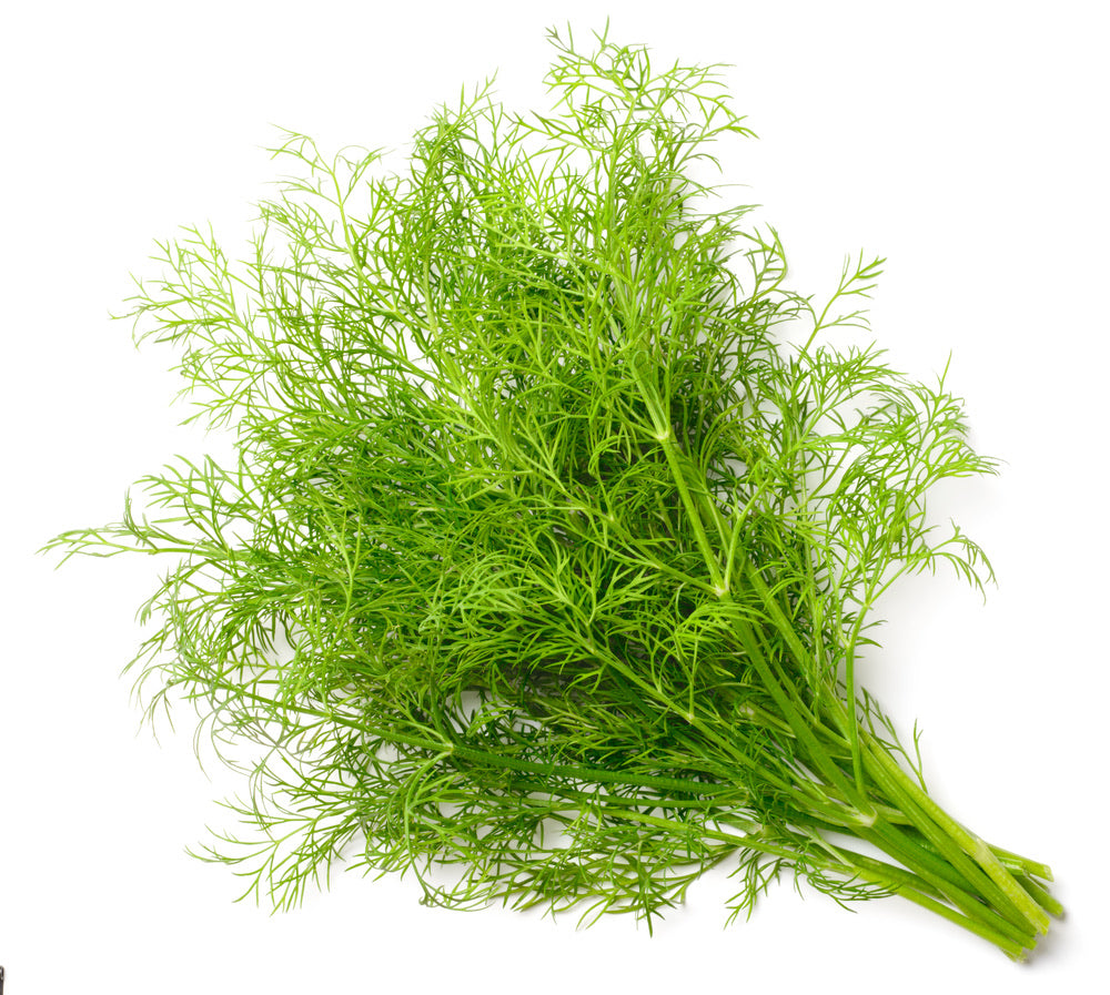 Dill Infused Olive Oil